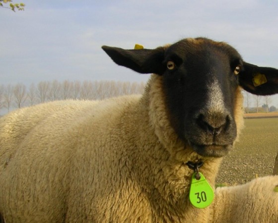 ¿QUIERES SER LA OVEJA NEGRA DEL REBAÑO?