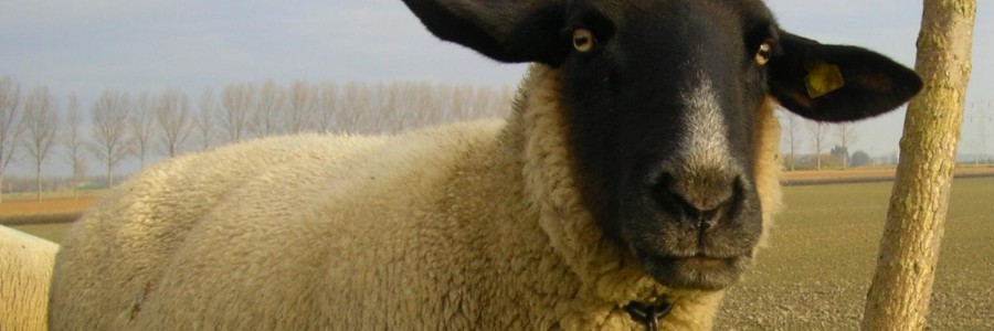 ¿QUIERES SER LA OVEJA NEGRA DEL REBAÑO?